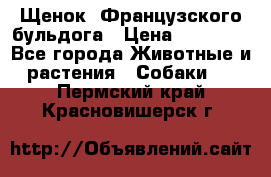 Щенок  Французского бульдога › Цена ­ 35 000 - Все города Животные и растения » Собаки   . Пермский край,Красновишерск г.